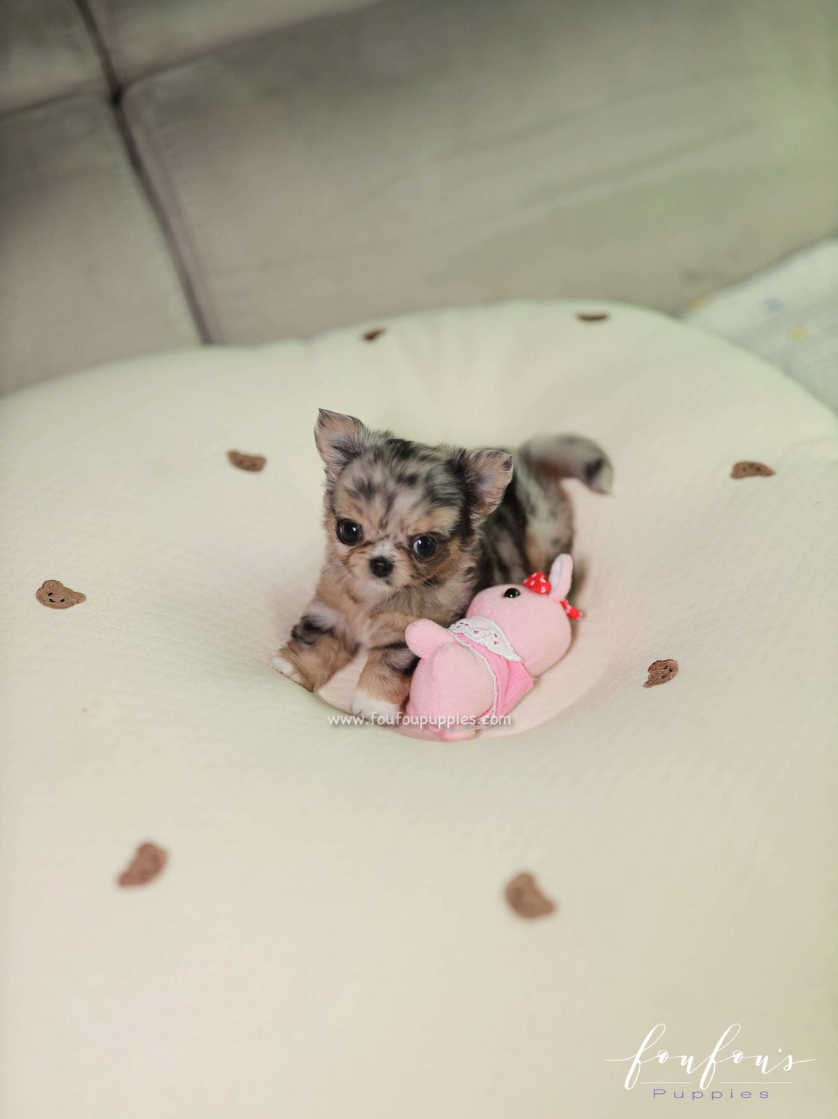 Pinky - Chihuahua M.
