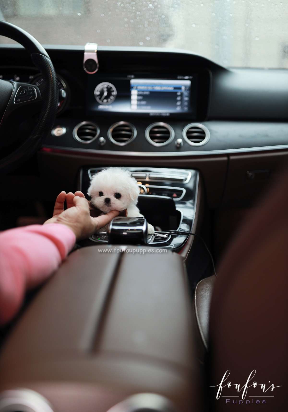 Kenji - Maltese M.