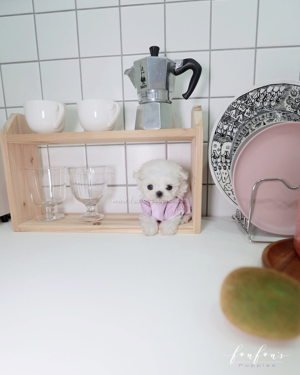 Mila - Maltese F.