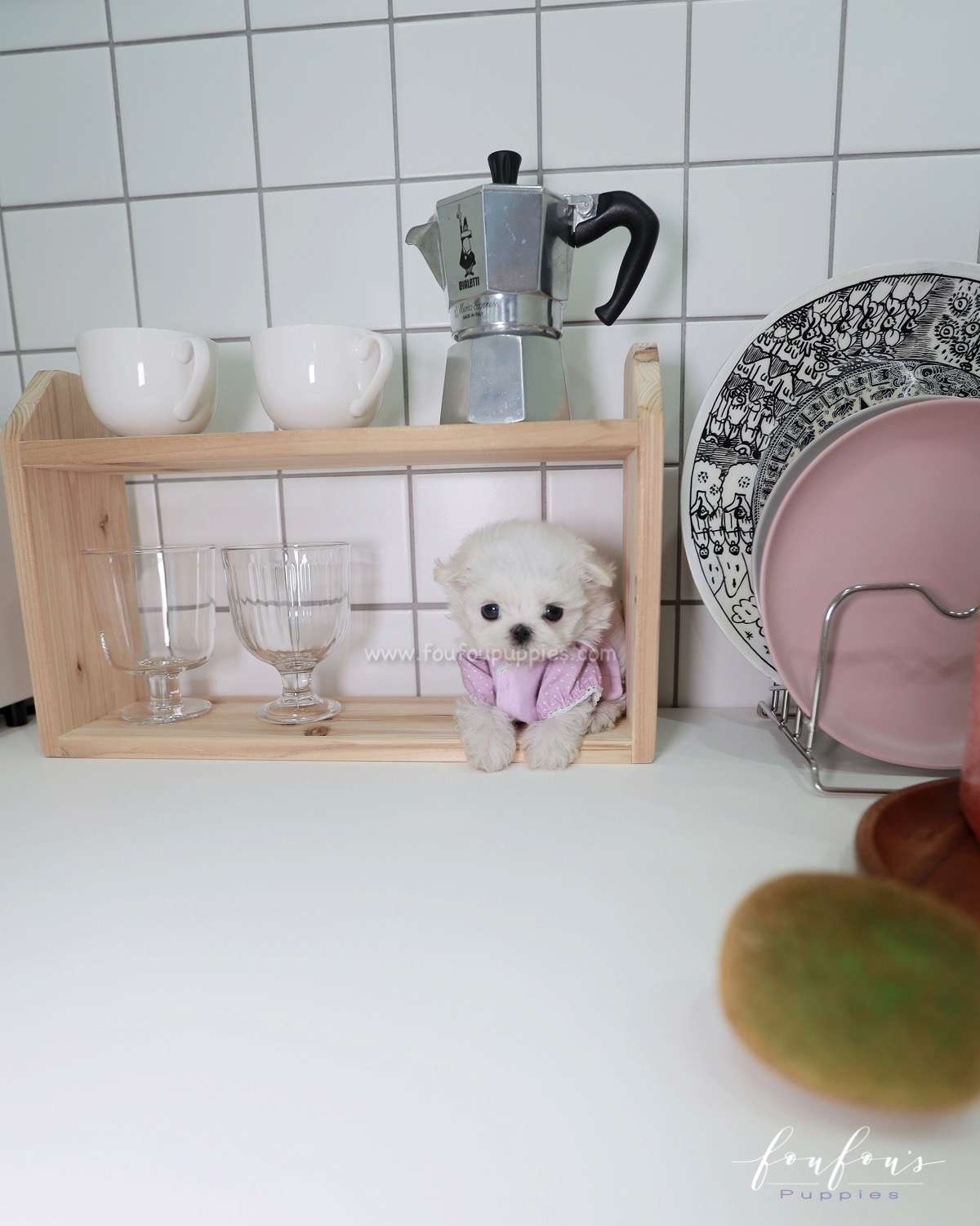 Mila - Maltese F.
