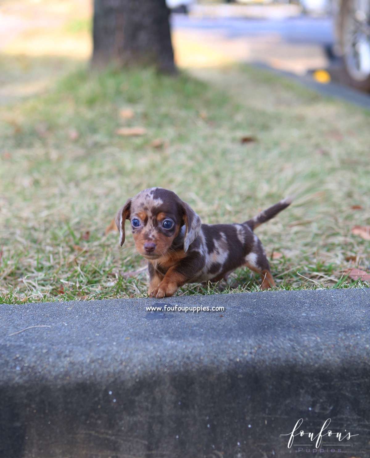 Pogo - Dachsund M.