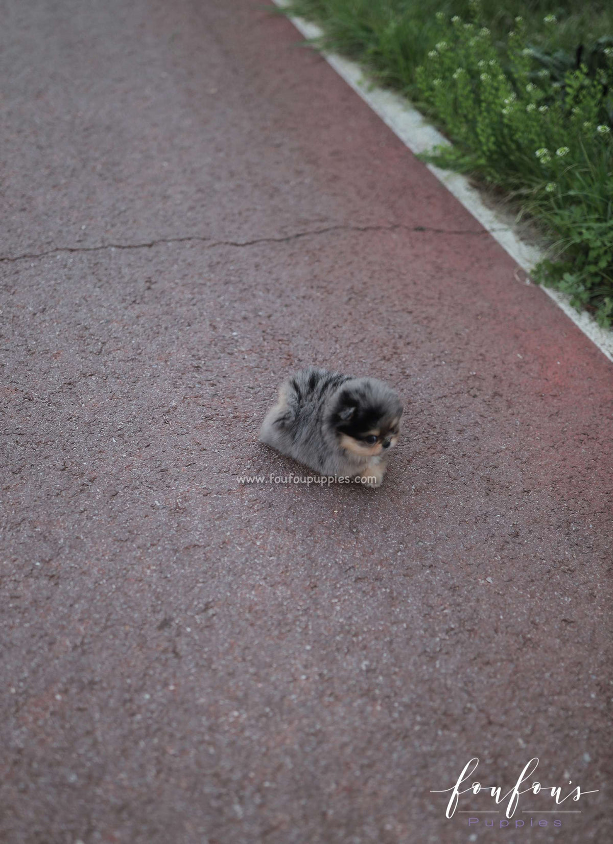 Sky - Pomeranian F.