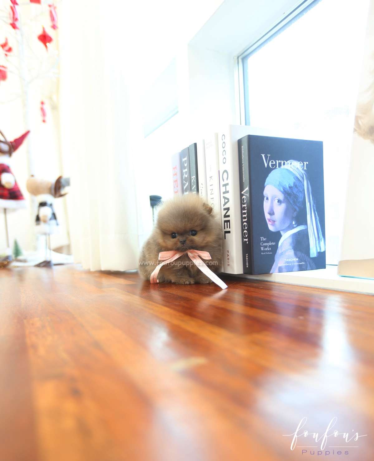 Mushy - Pomeranian M.