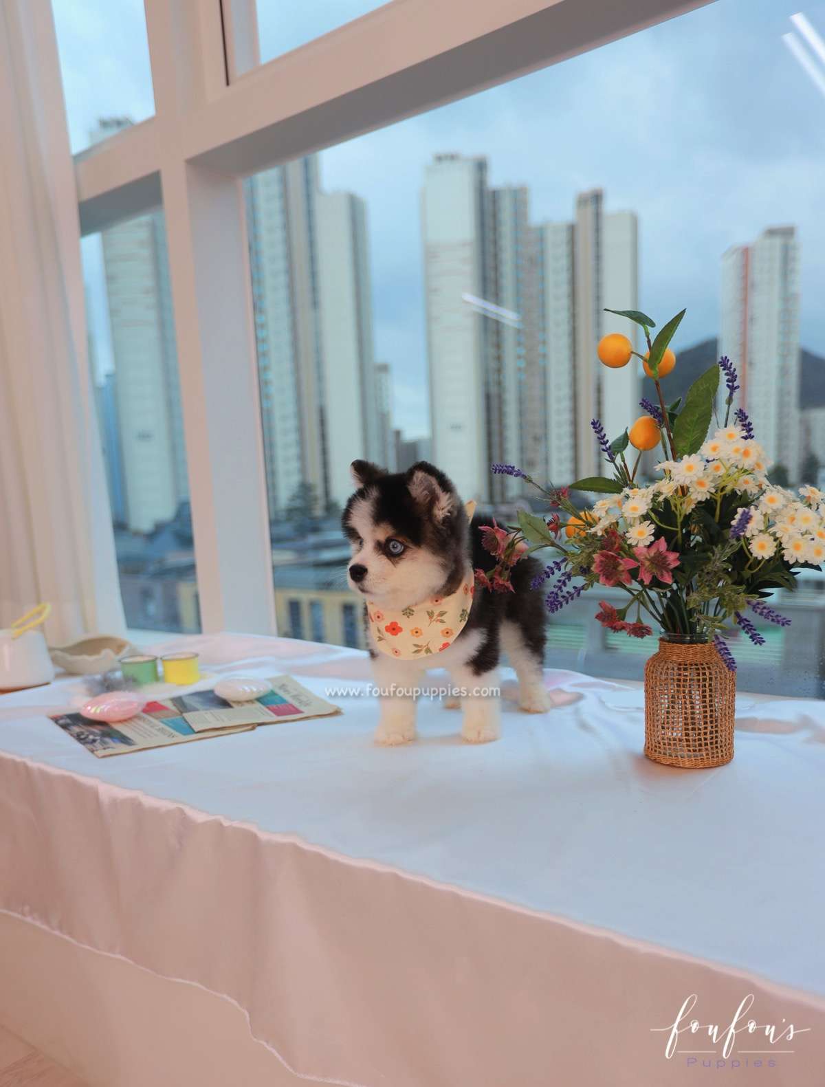 Zeus - Pomsky M.