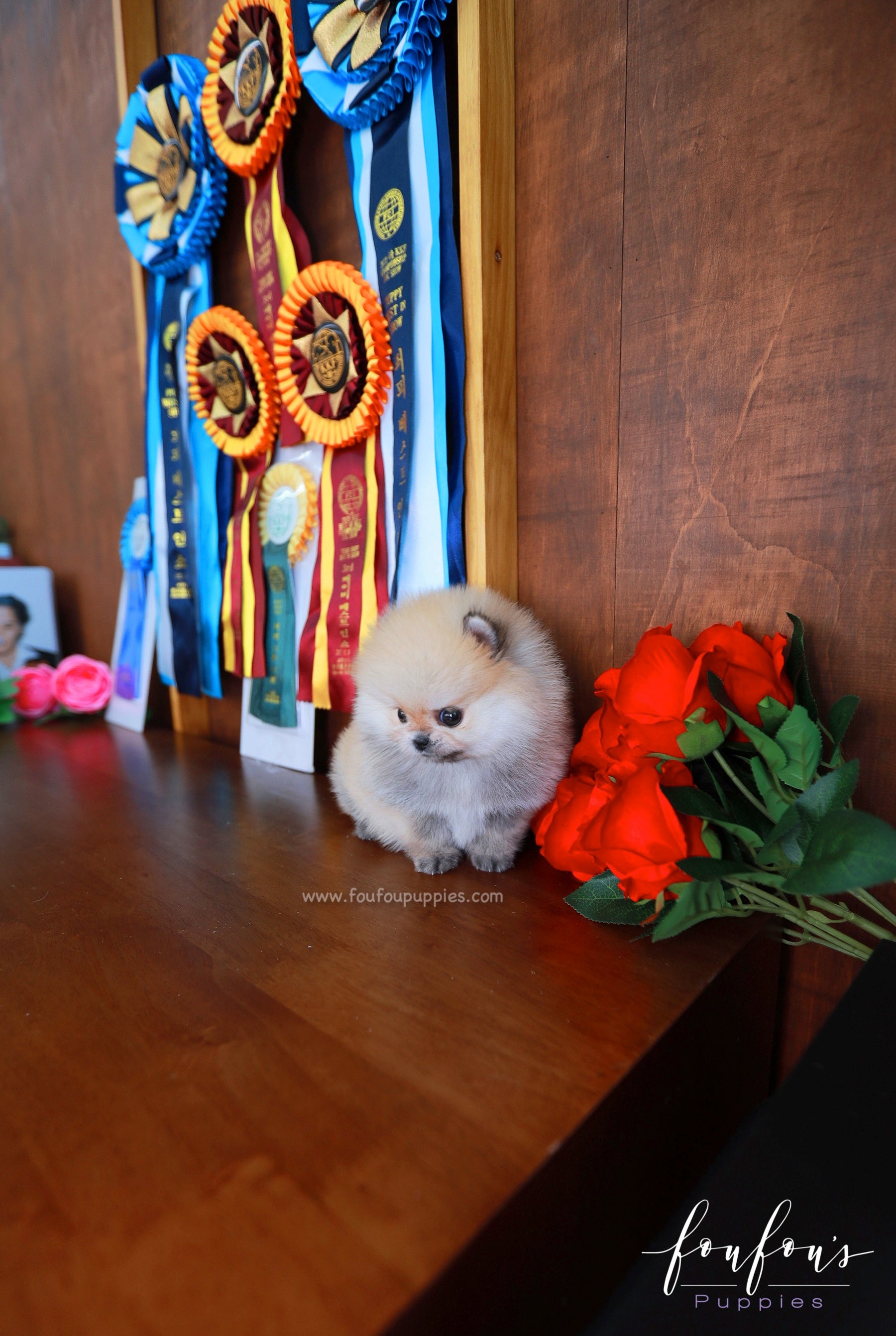 Valencia - Pomeranian F.