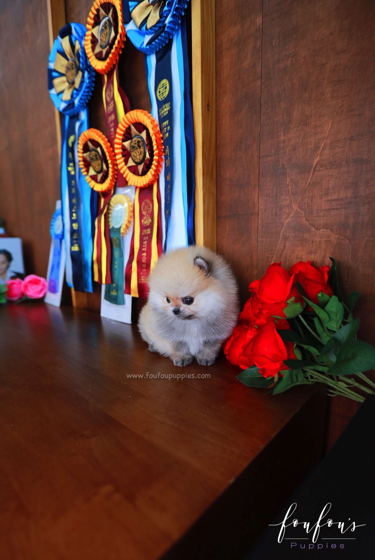 Valencia - Pomeranian F.