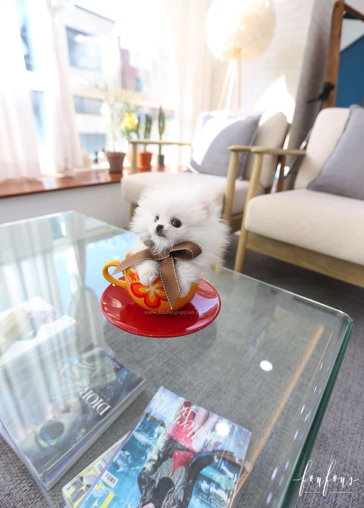 Bijou - Pomeranian F.