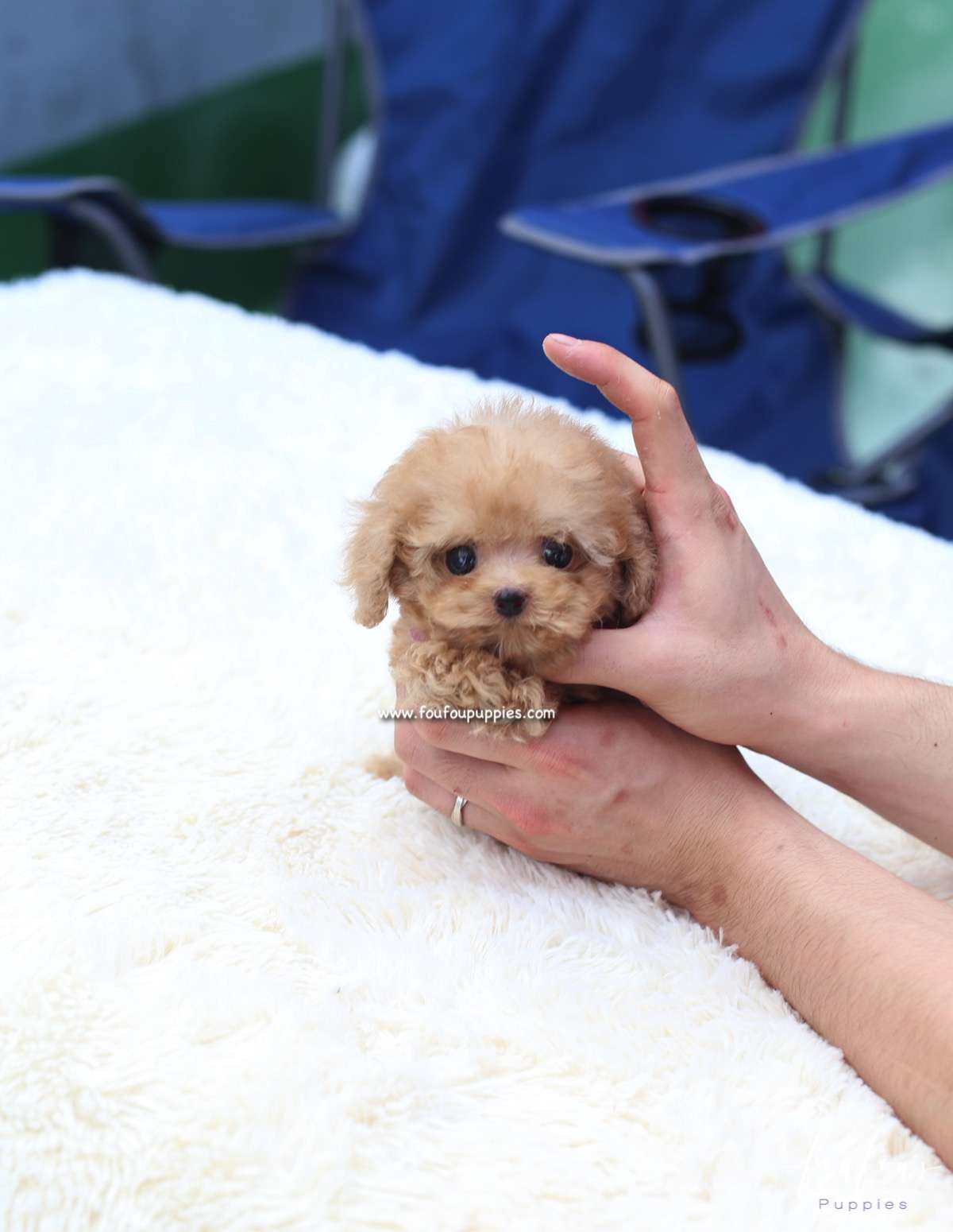 Tiamo - Poodle M.