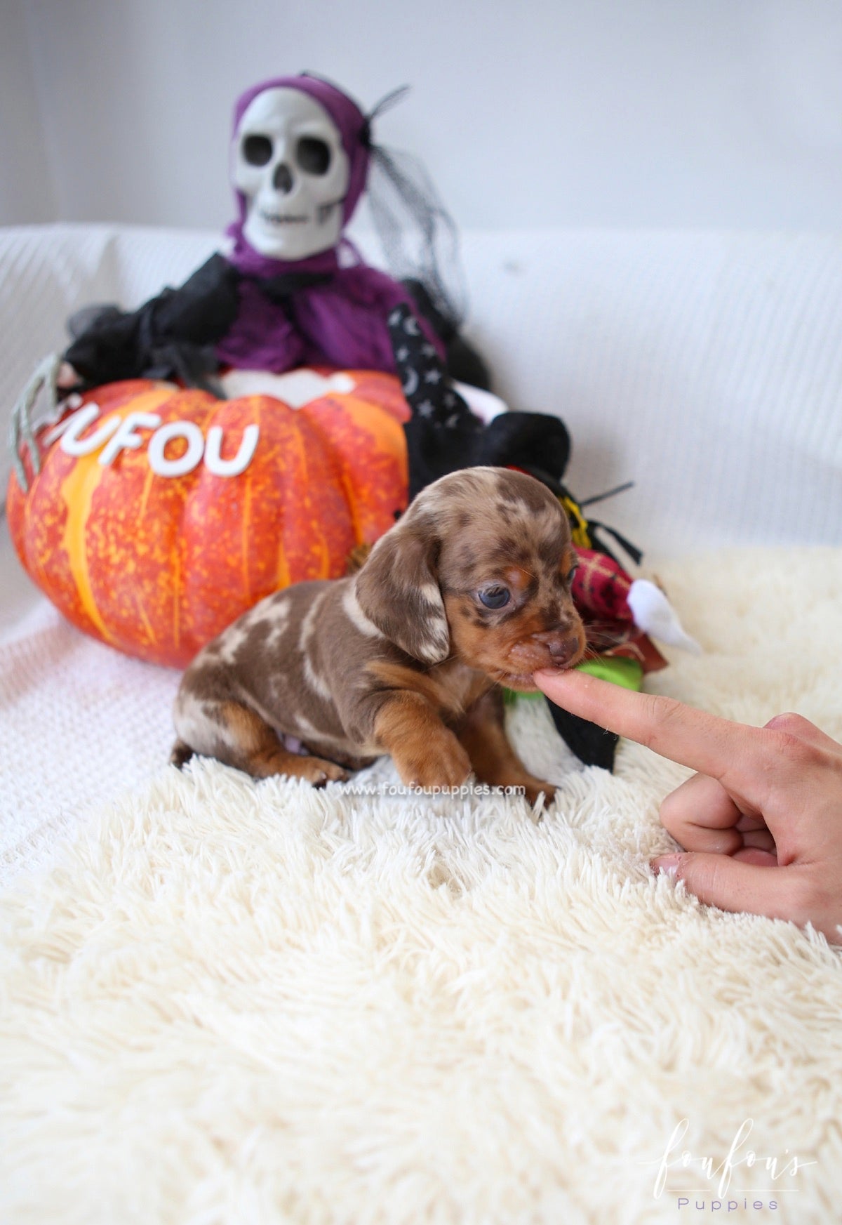 Pogo - Dachsund M.