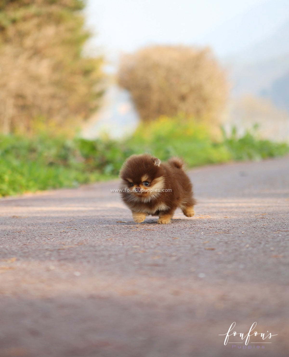 Twix - Pomeranian M.