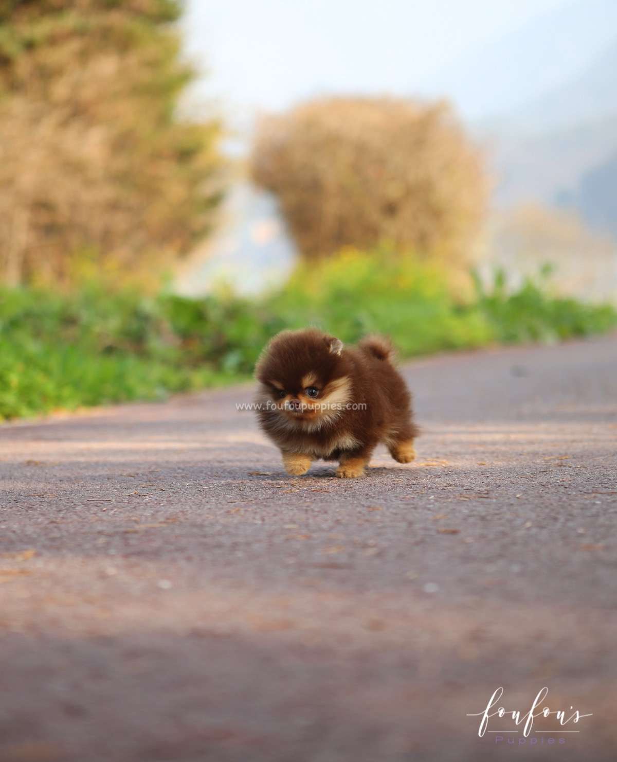 Twix - Pomeranian M.