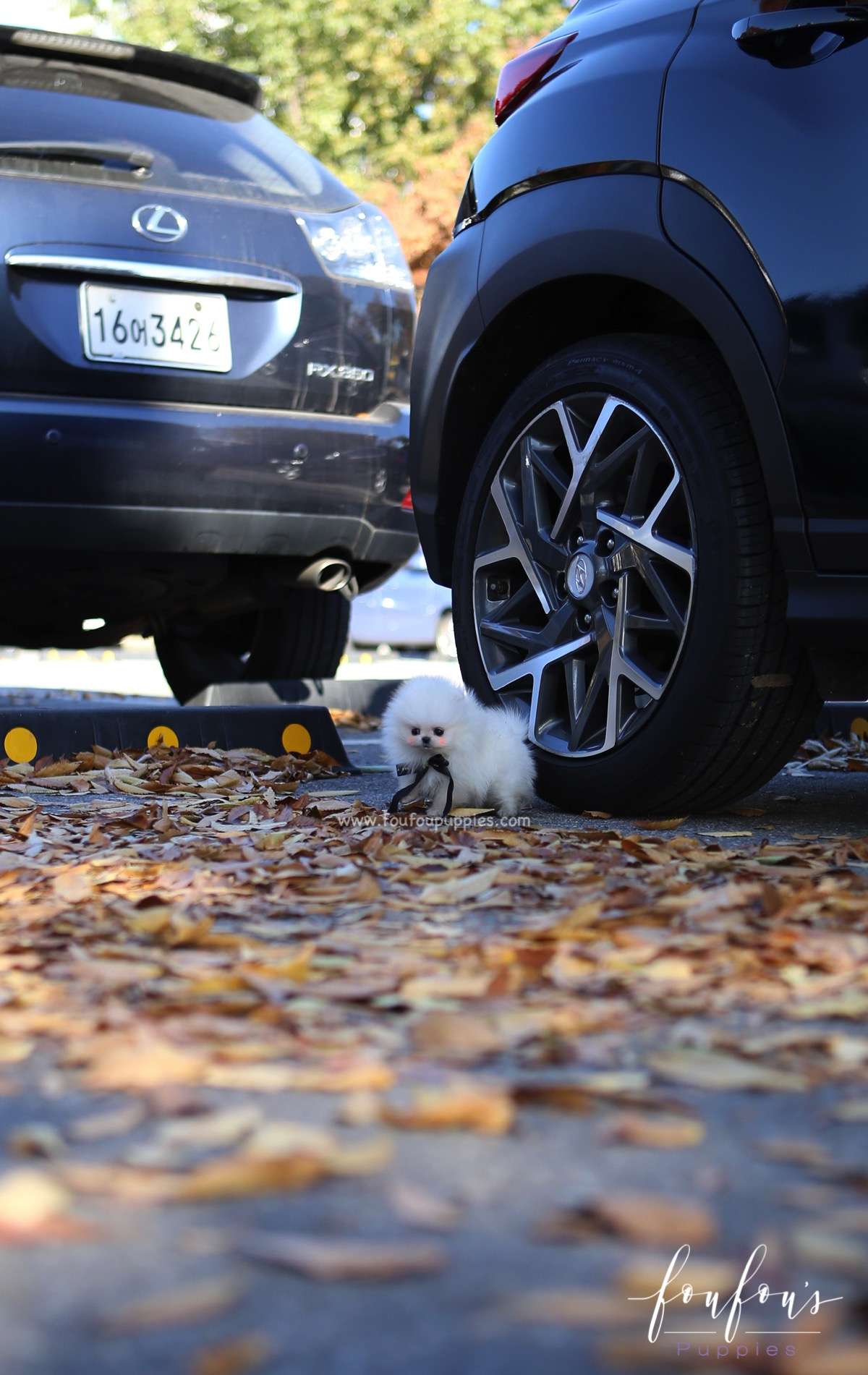 Joji - Pomeranian M.