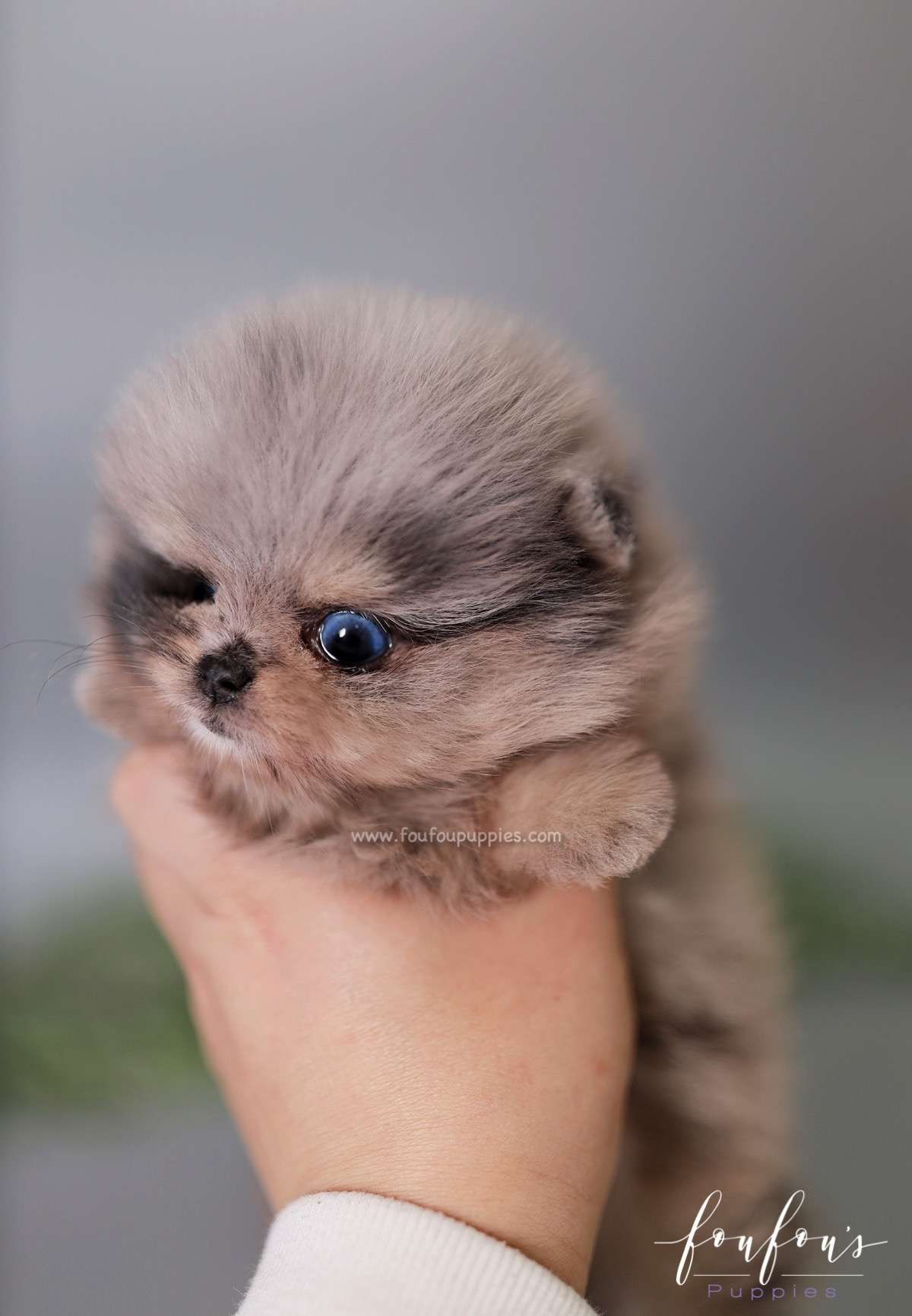 Nebula - Pomeranian F.