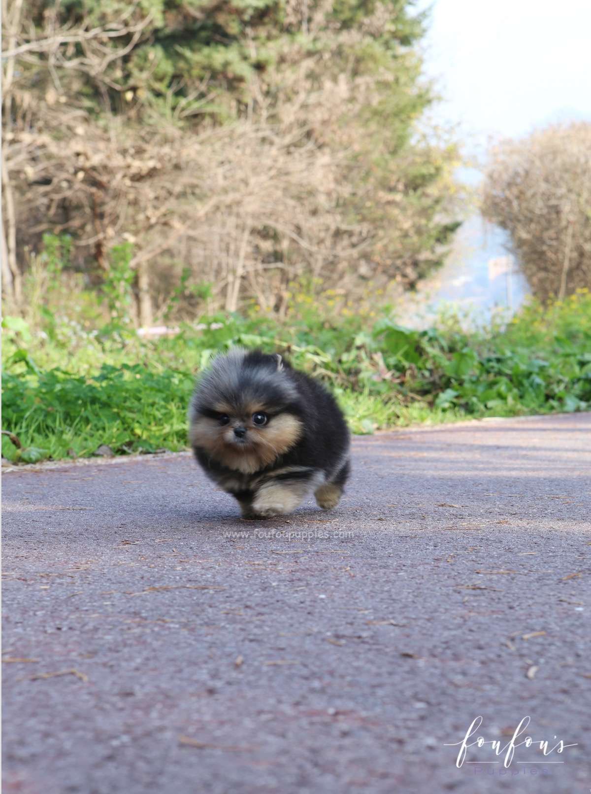 Yeti - Pomeranian M.
