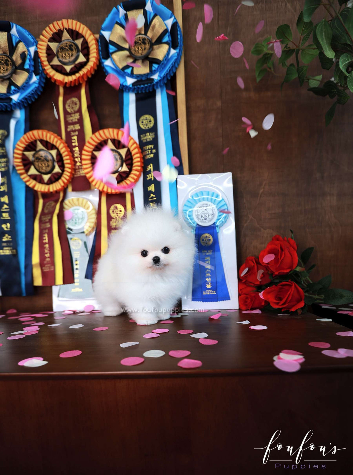Titan - Pomeranian M.