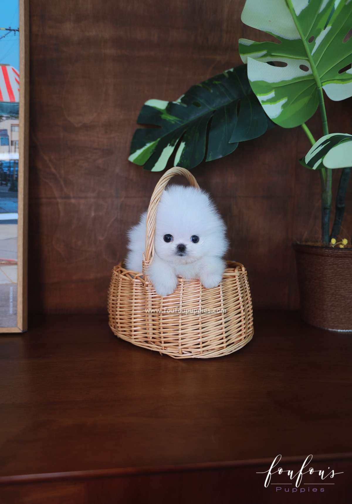 Tiffany - Pomeranian F.