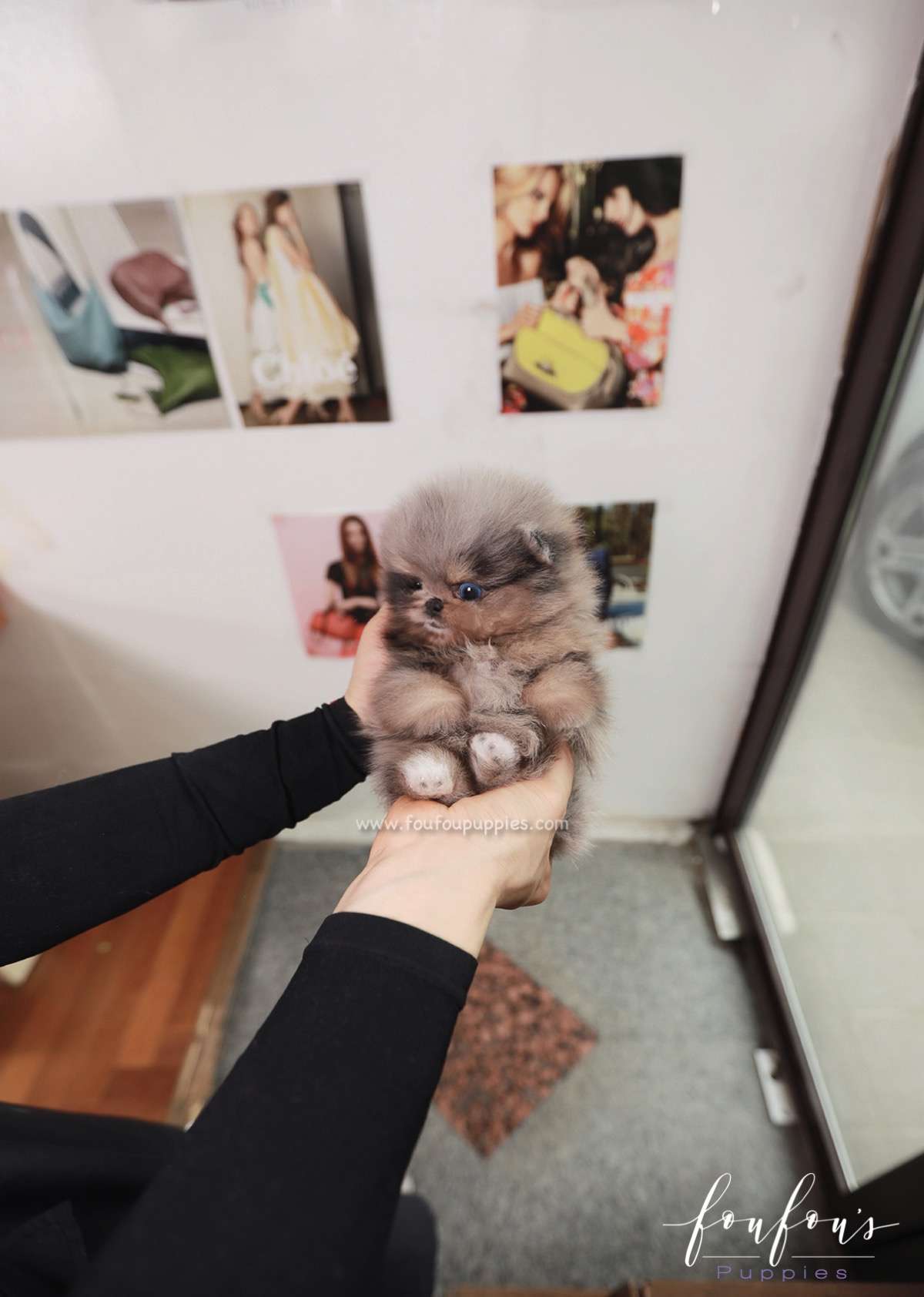 Nebula - Pomeranian F.