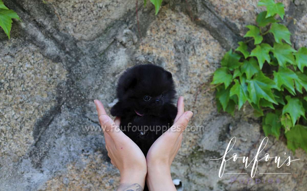 Amaya - Pomeranian F.