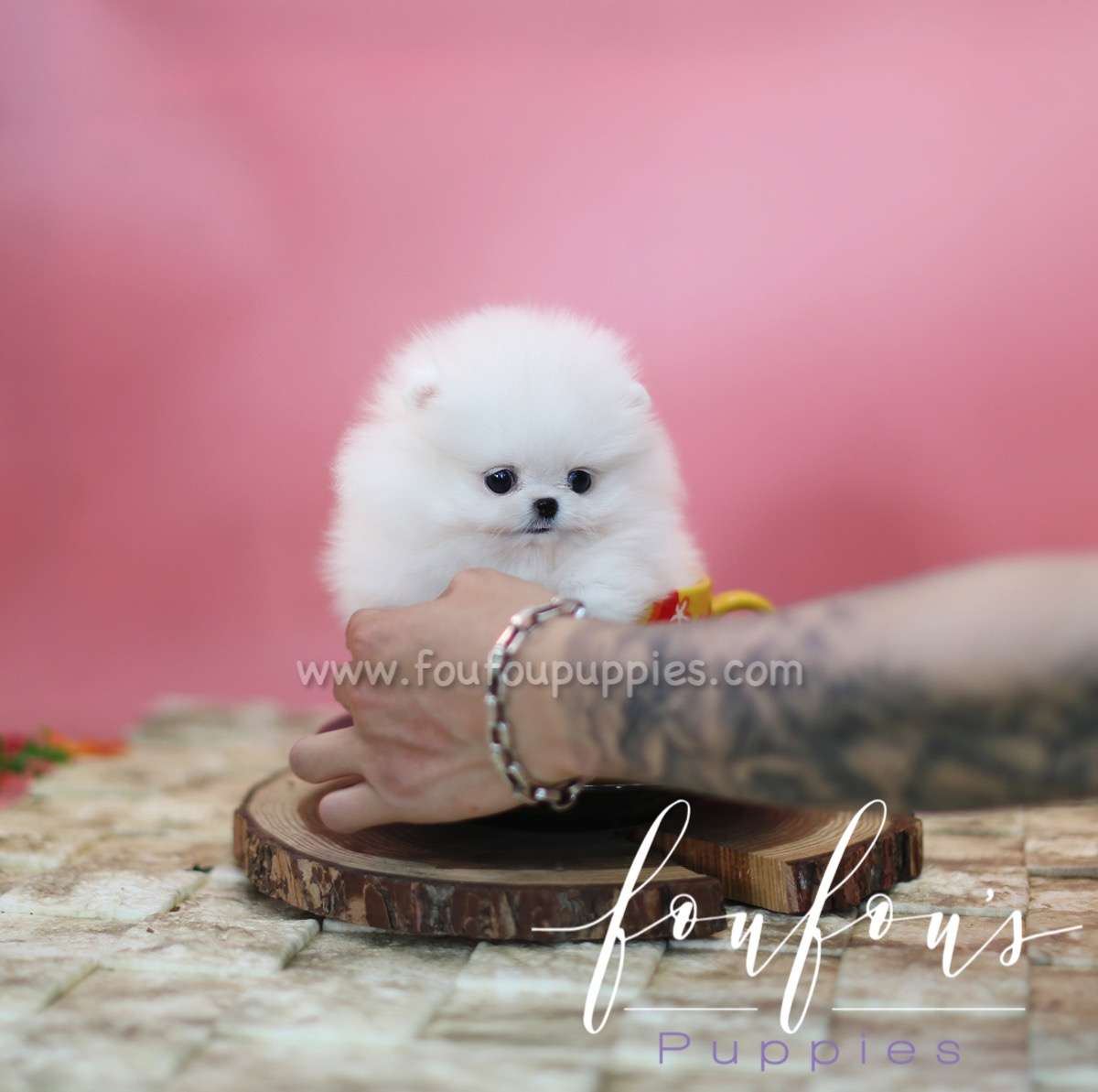 Zitto - Pomeranian M.