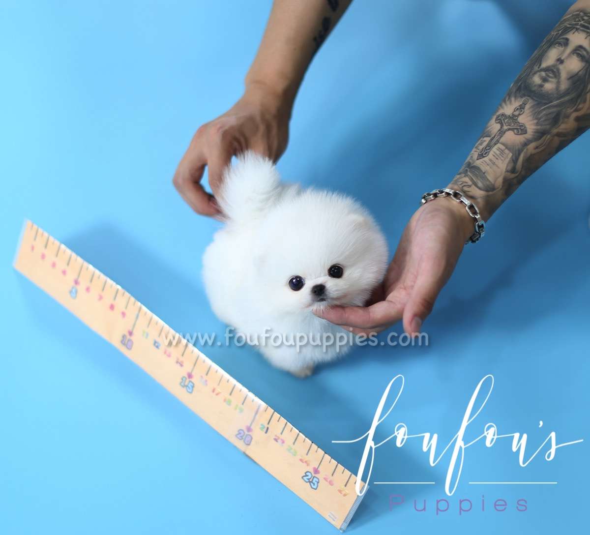 Kissme - Pomeranian F.