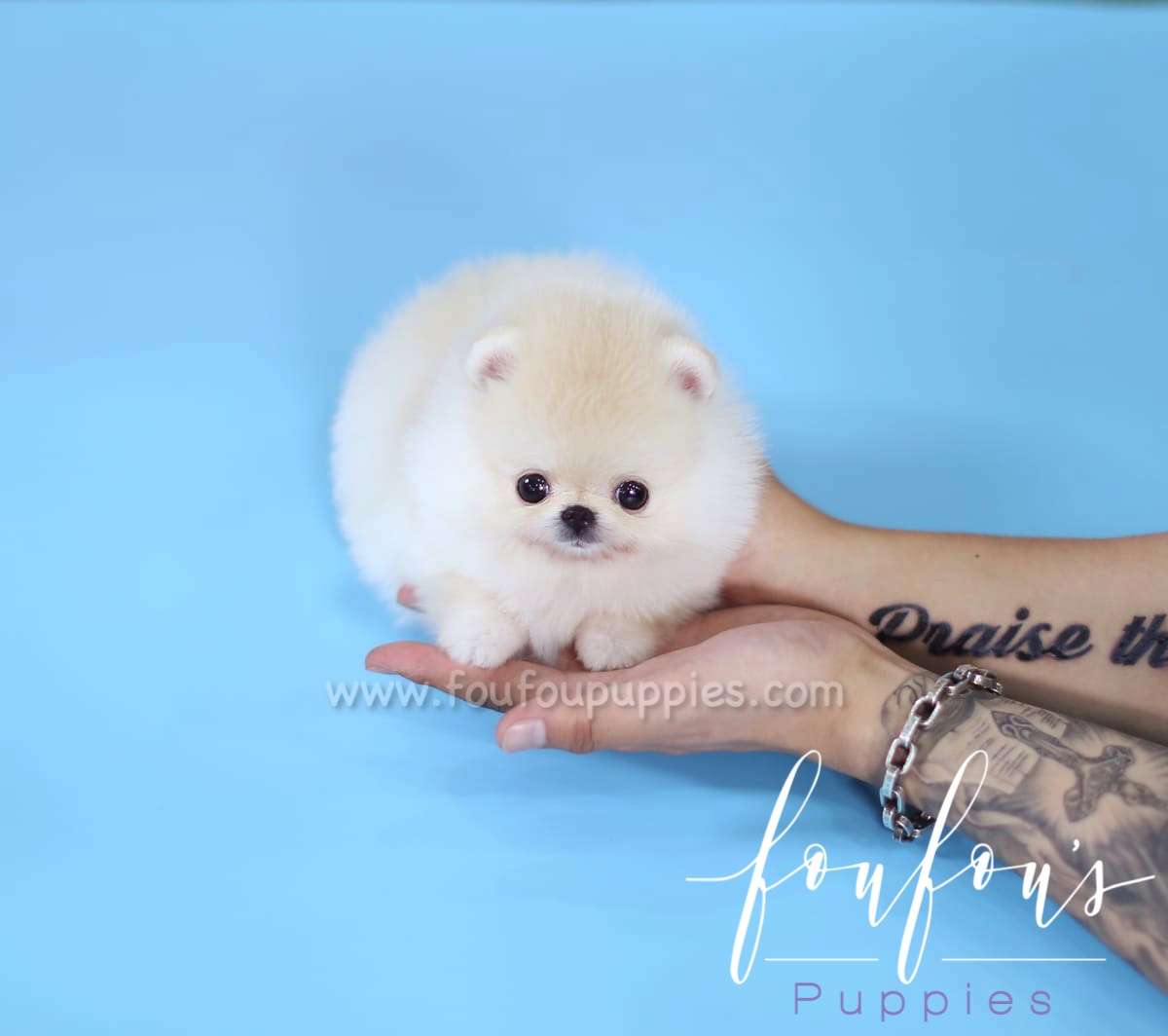 Simba - Pomeranian M.