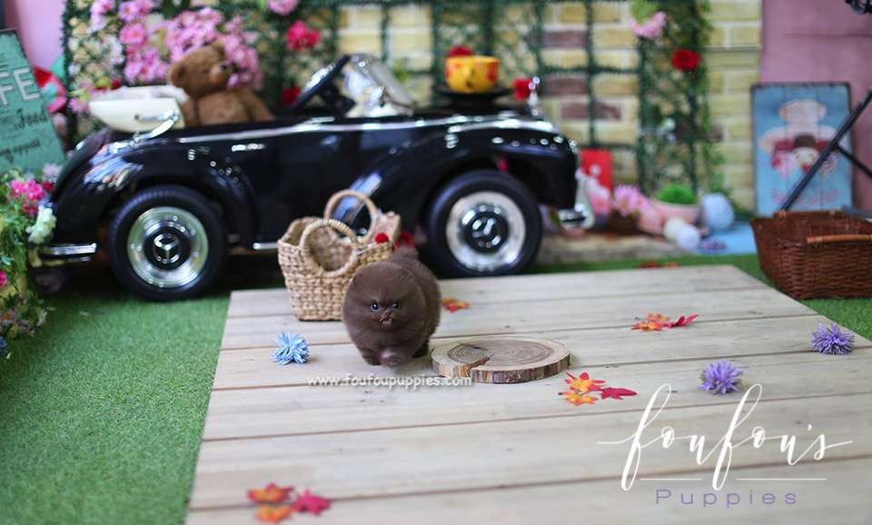 Dream - Pomeranian M.