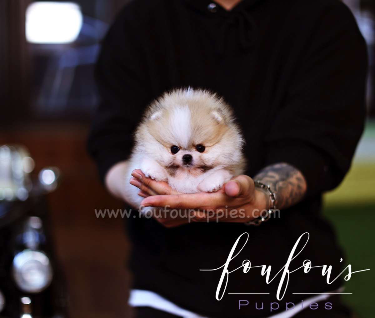 Benny - Pomeranian M.