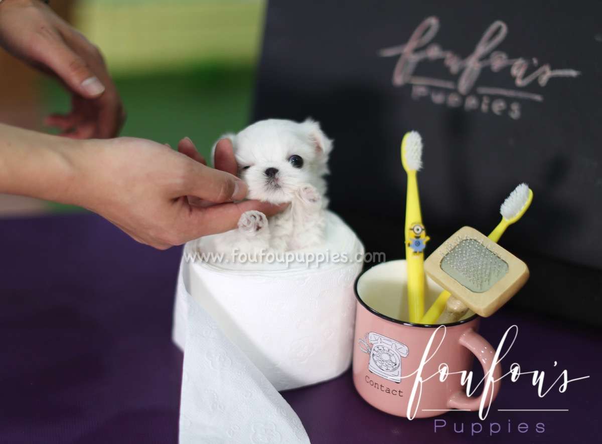Snoopy - Maltese M.