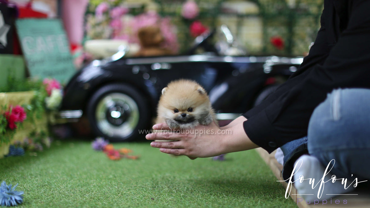 Bear - Pomeranian M.