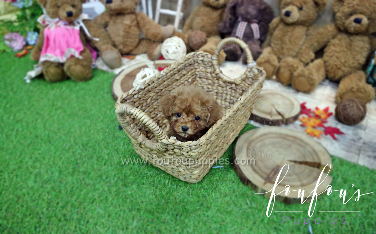 Dolly - Poodle F.