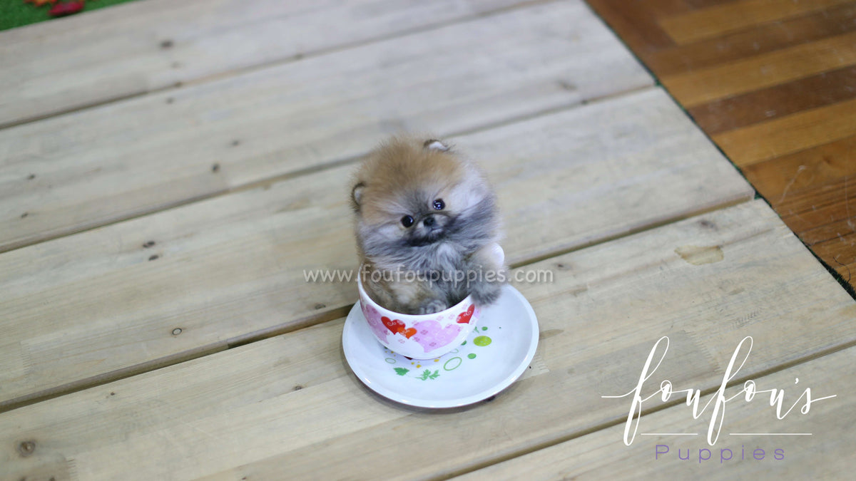 Zoe - Pomeranian F.