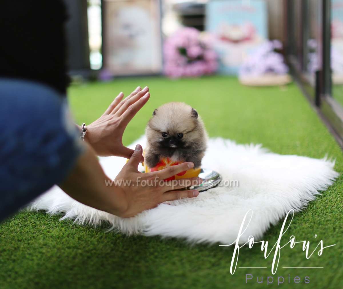 Savannah - Pomeranian F.