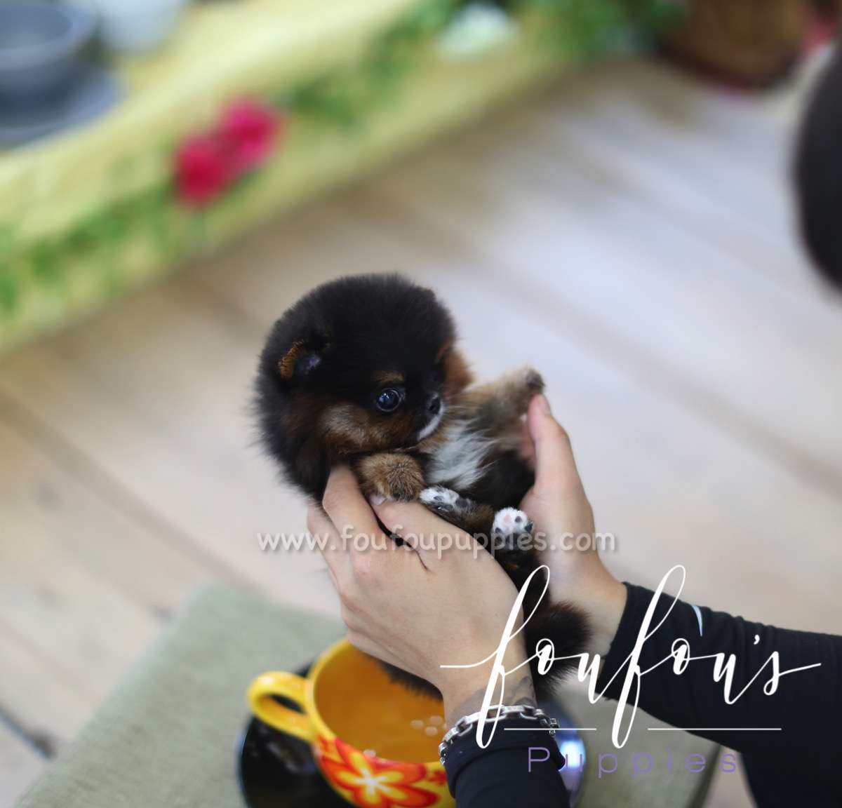 Mufasa - Pomeranian M.