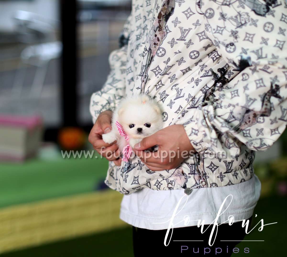 Nemo - Pomeranian M.