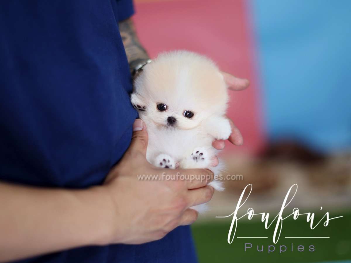 Peanut - Pomeranian M.