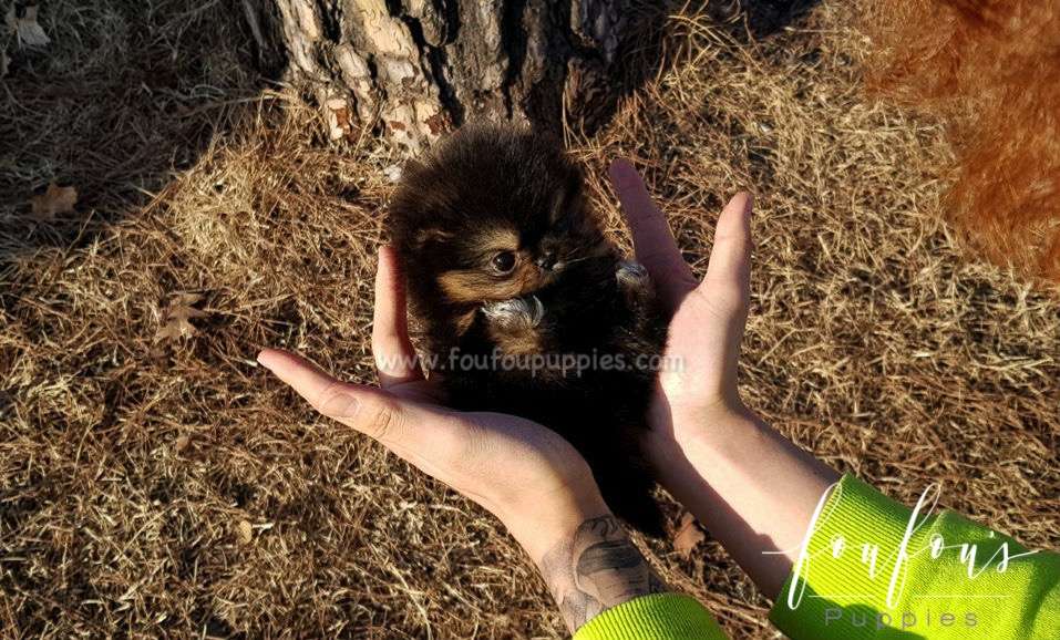 Monet - Pomeranian F.