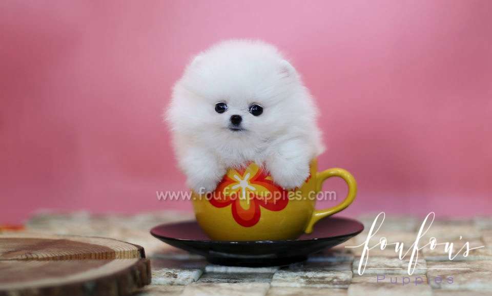 Zitto - Pomeranian M.