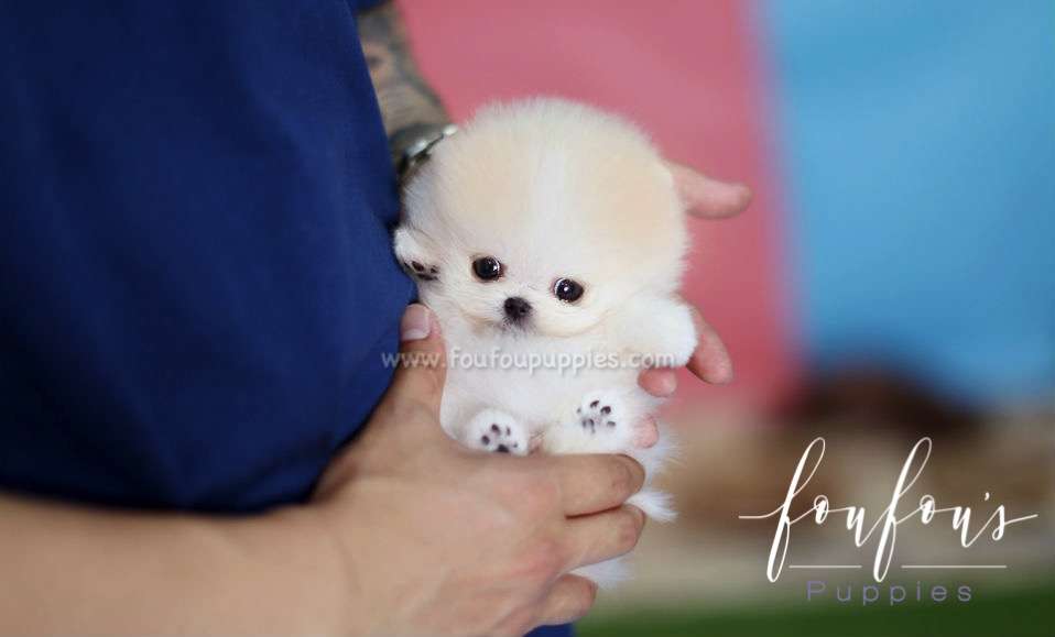 Peanut - Pomeranian M.