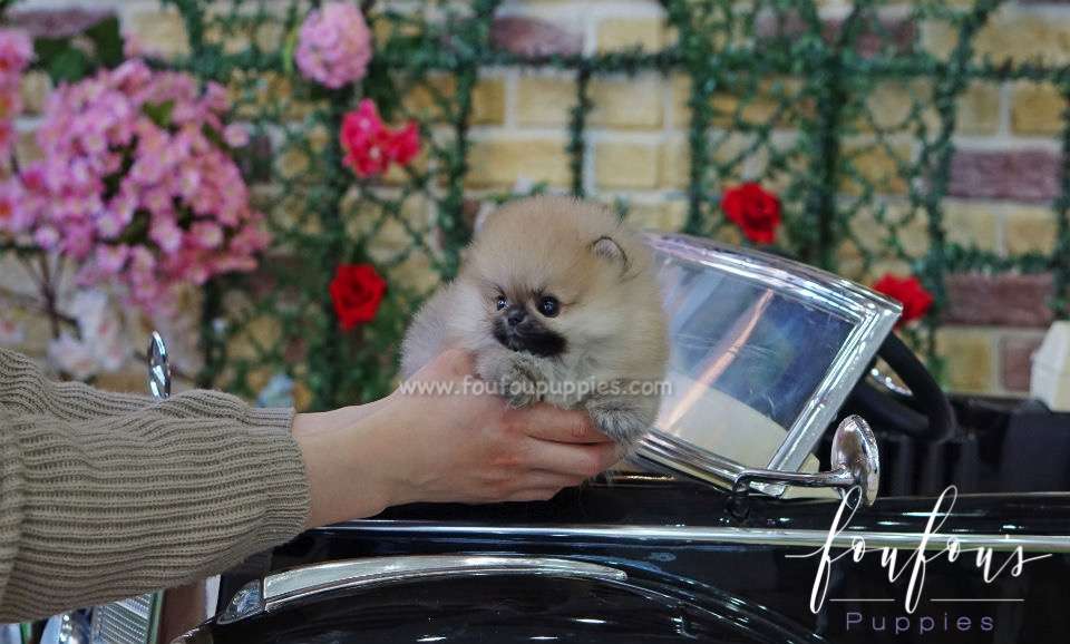 Bubba - Pomeranian M.