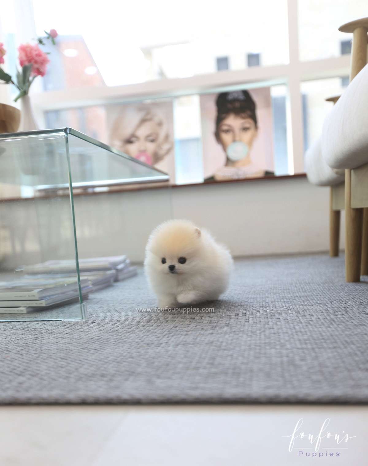 Caeser - Pomeranian M.