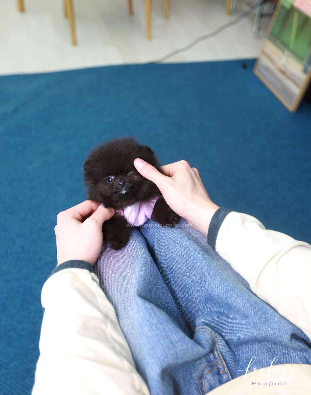 Soiré - Pomeranian M.
