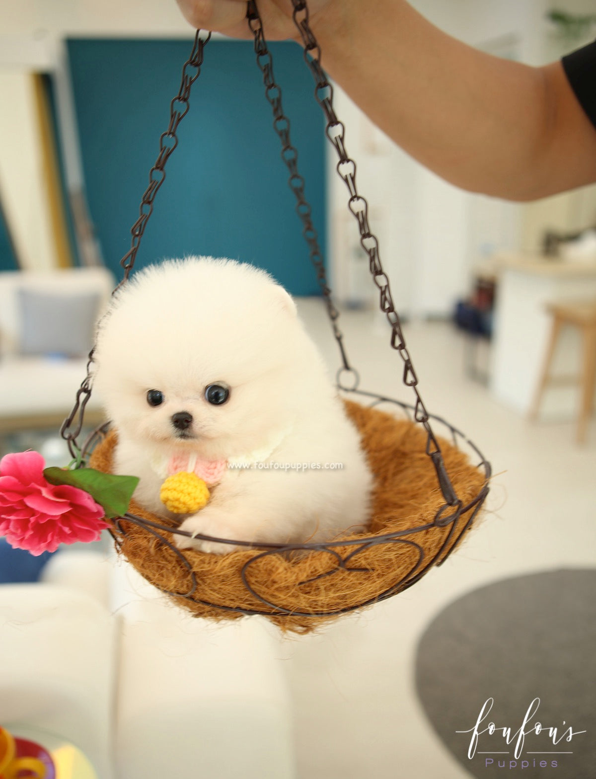 BooBoo - Pomeranian M.