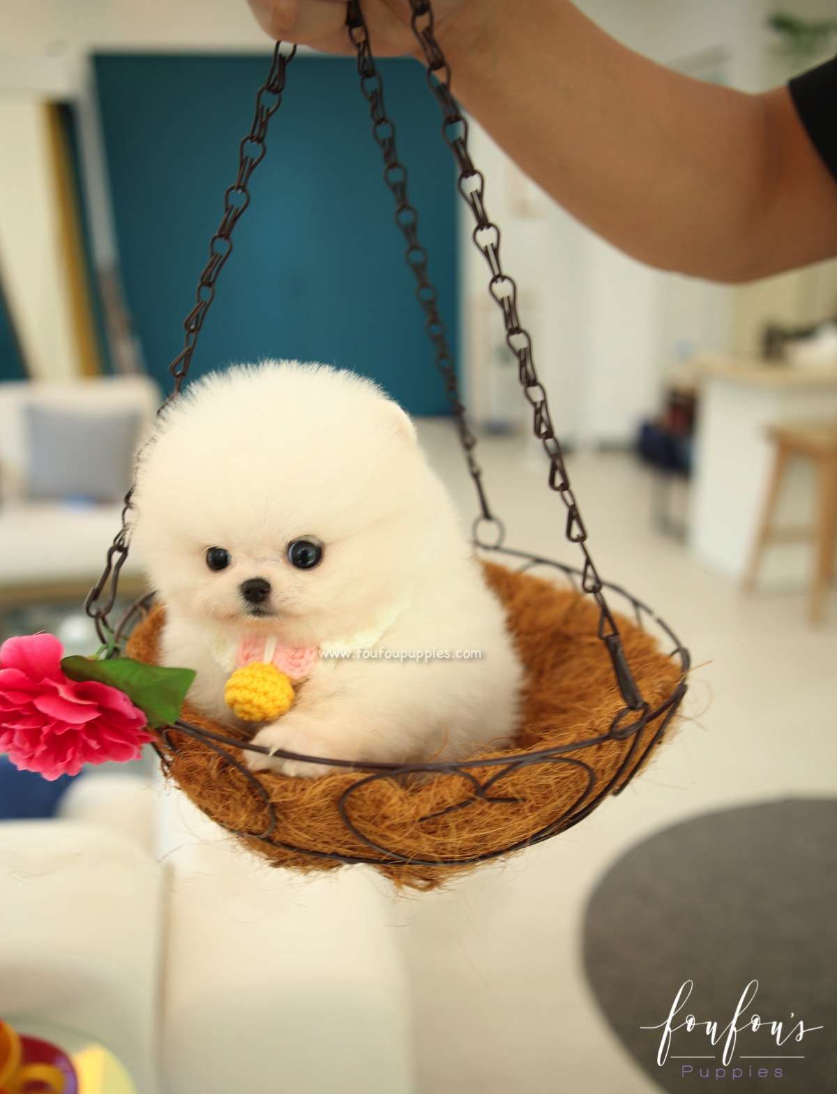 BooBoo - Pomeranian M.