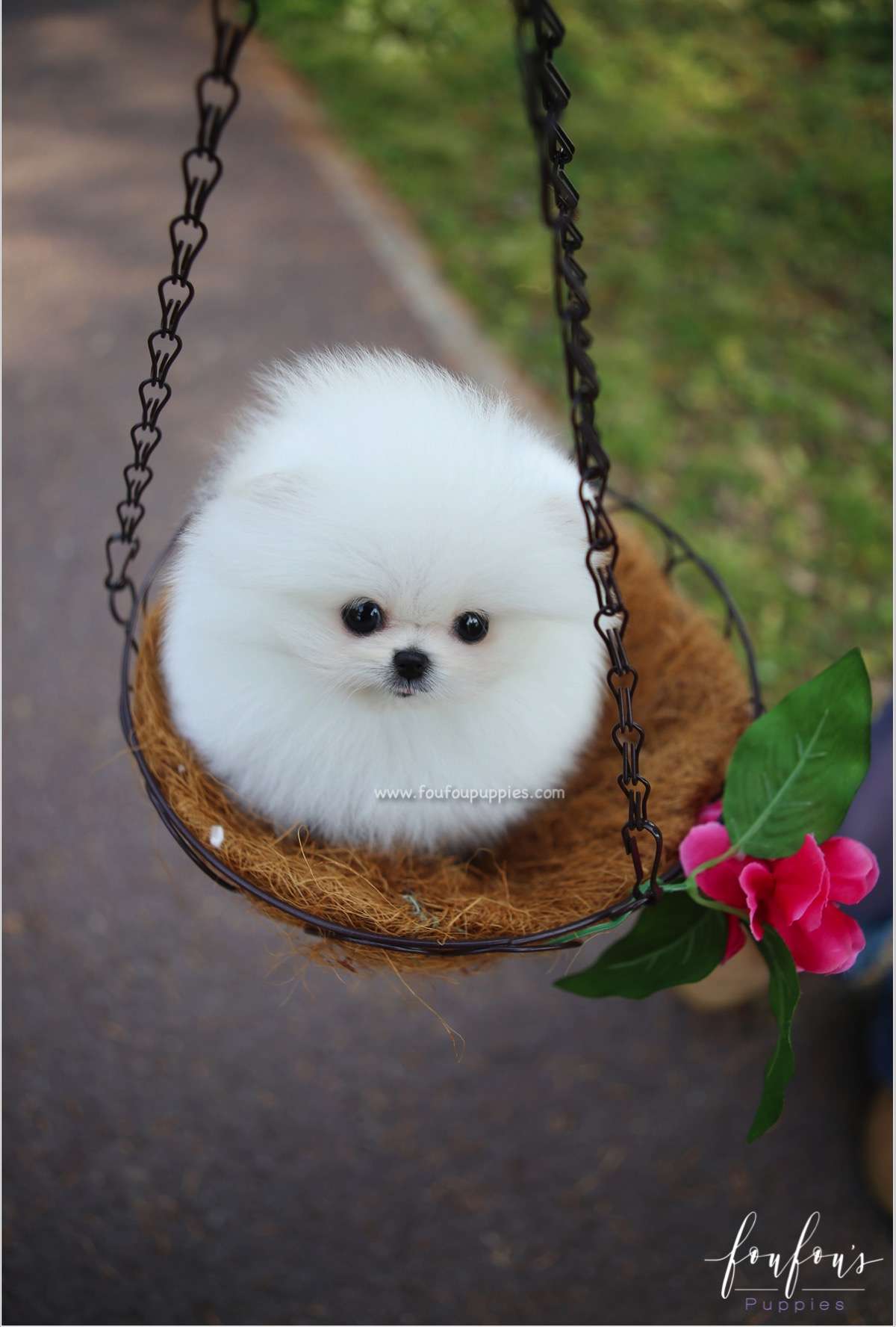 Regis - Pomeranian M.