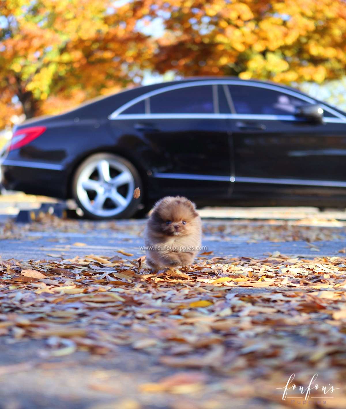 Sire - Pomeranian M.