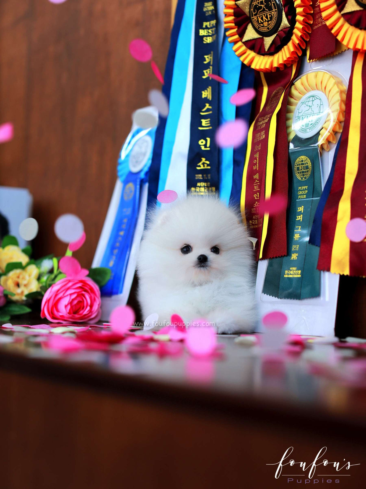 Titan - Pomeranian M.