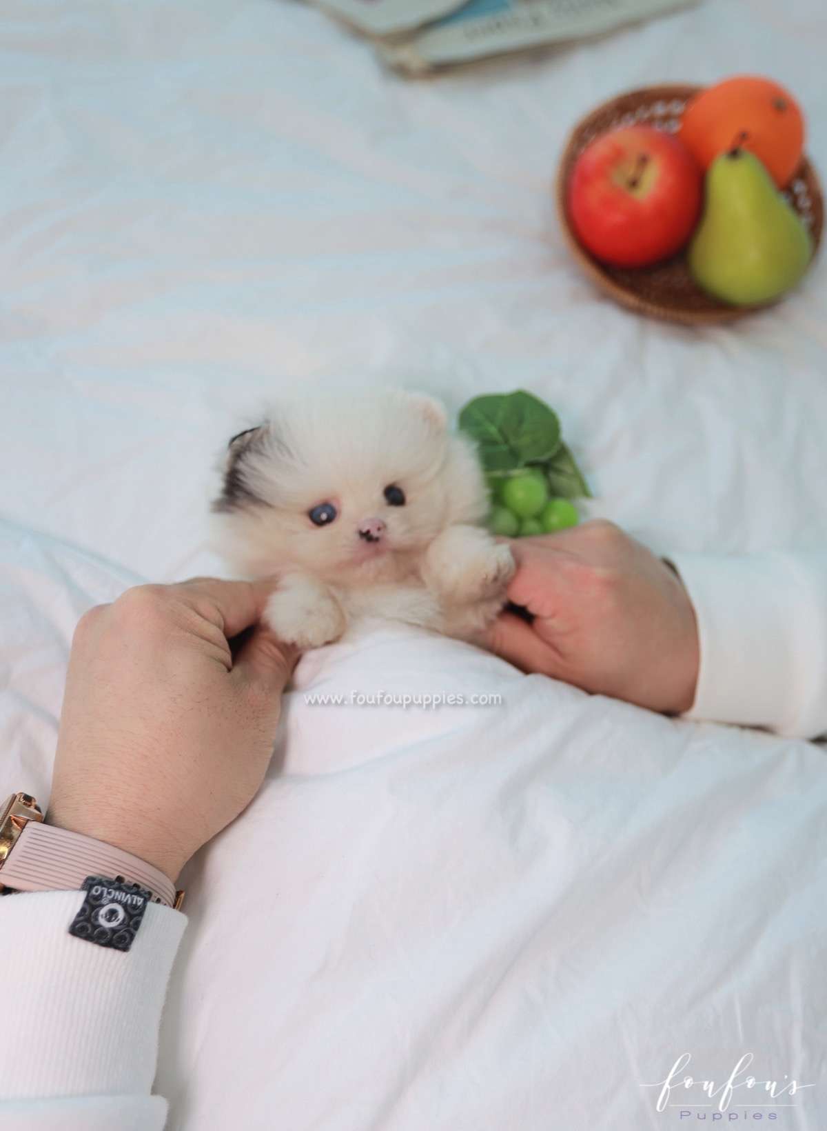 Yogi - Pomeranian M.