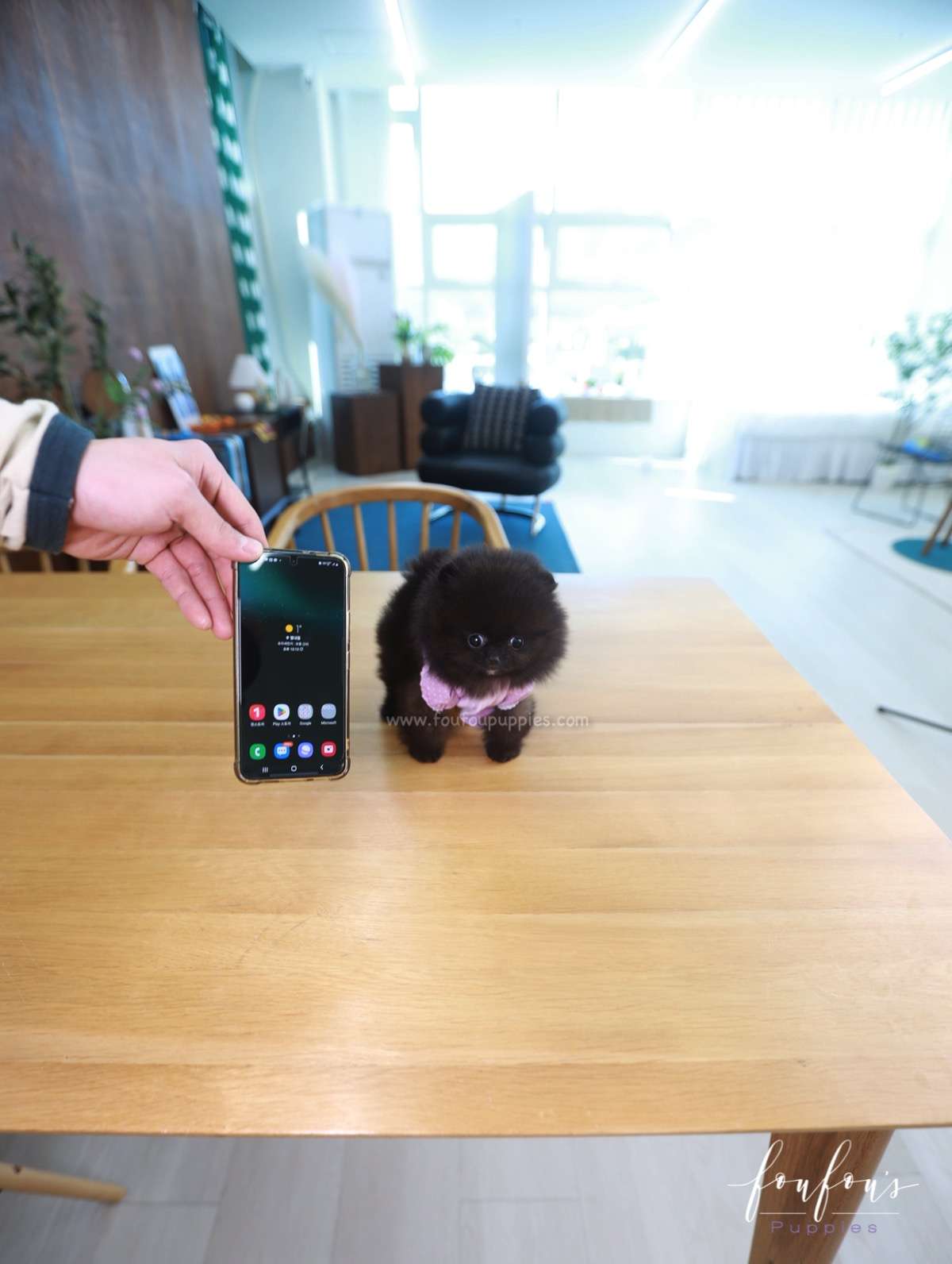 Soiré - Pomeranian M.