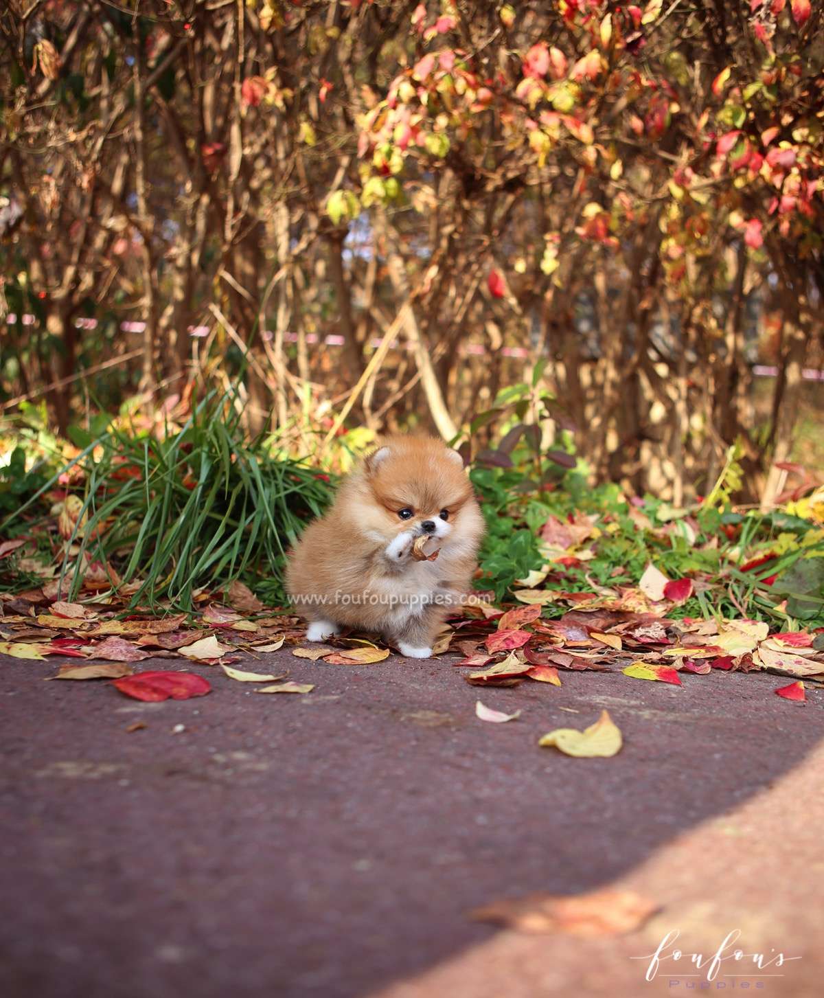 Joy - Pomeranian F.