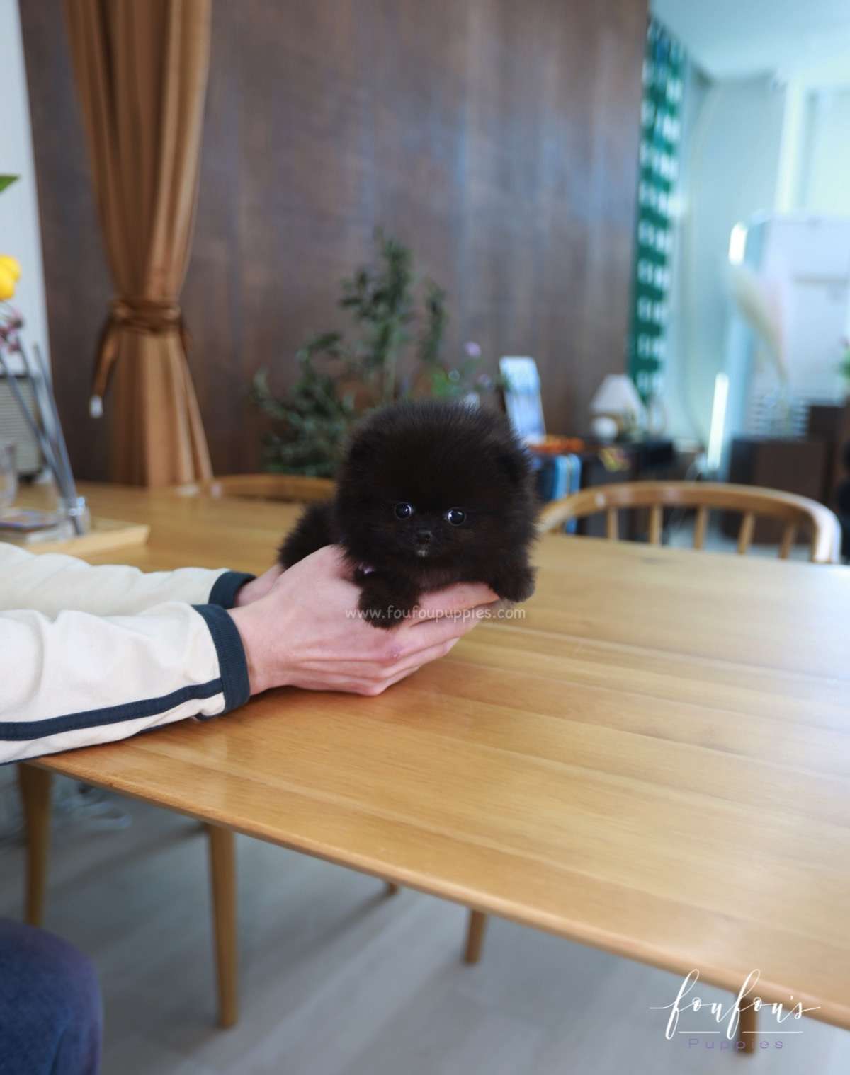 Soiré - Pomeranian M.